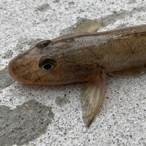 ハゼの釣果