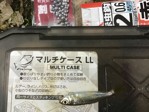 カワムツの釣果