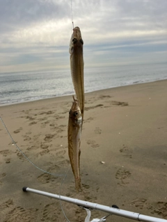 キスの釣果