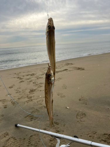 キスの釣果