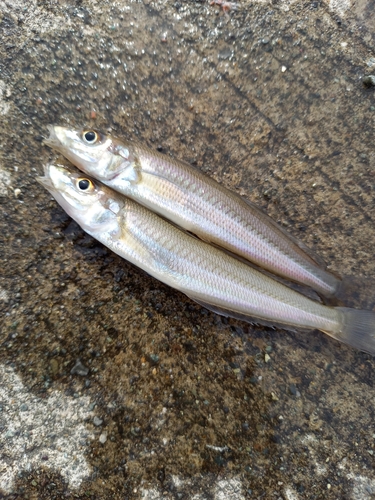 シロギスの釣果