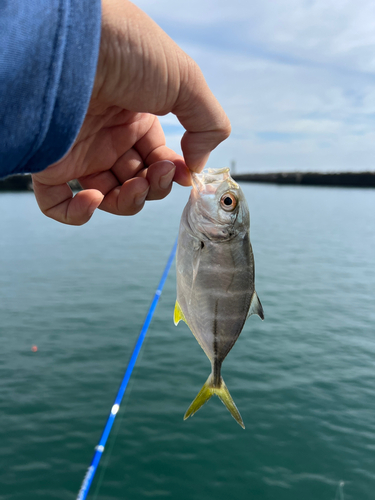 ギンガメアジの釣果