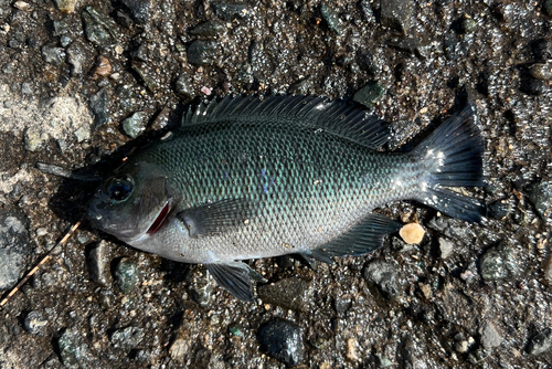 メジナの釣果