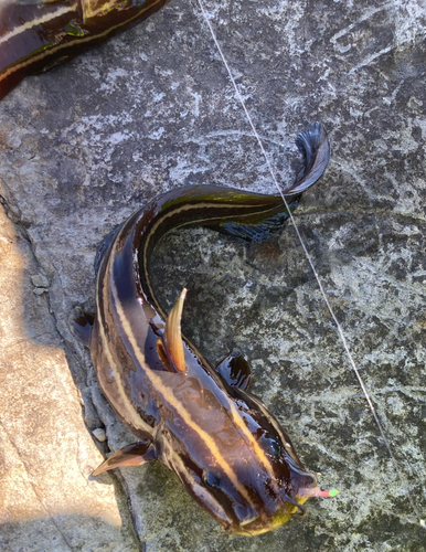 アカササノハベラの釣果