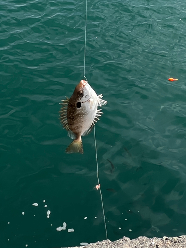 アイゴの釣果