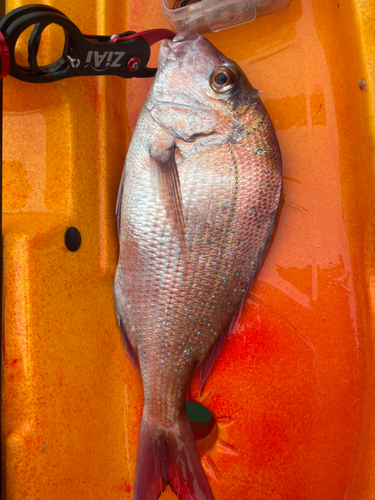 タイの釣果