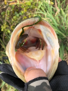 ブラックバスの釣果