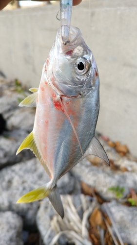 オニヒラアジの釣果