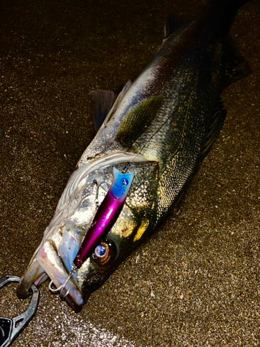 スズキの釣果