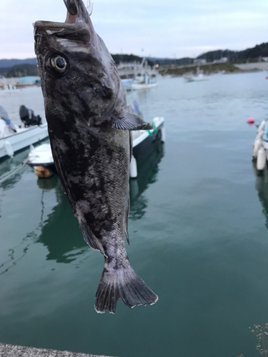 クロソイの釣果