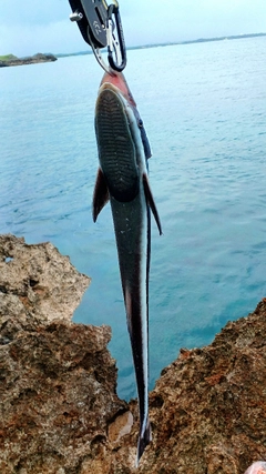 コバンザメの釣果