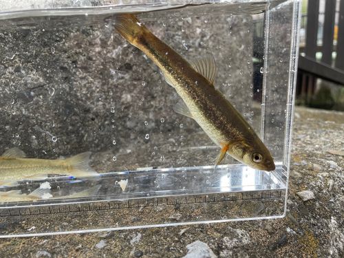 アブラハヤの釣果