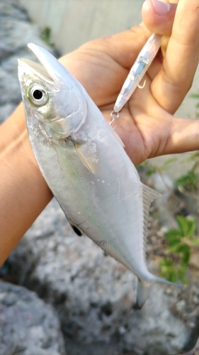 イケカツオの釣果