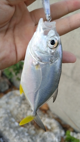 オニヒラアジの釣果