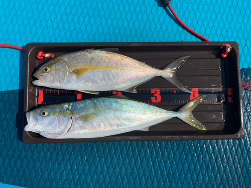 ショゴの釣果