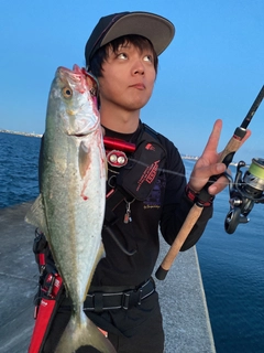 ハマチの釣果