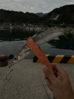 カマスの釣果