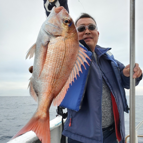 マダイの釣果