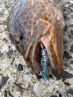 オオモンハタの釣果