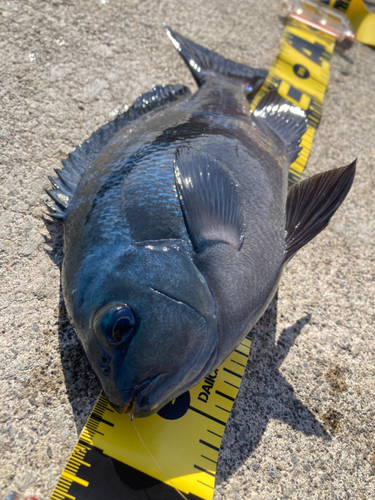 メジナの釣果