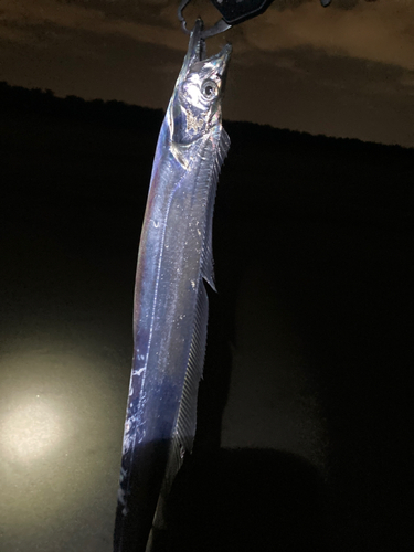 タチウオの釣果