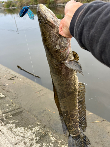 ライギョの釣果