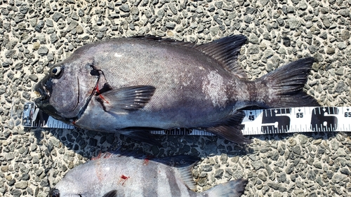 イシダイの釣果