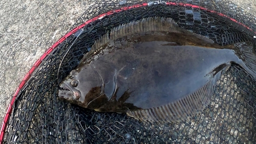 ヒラメの釣果