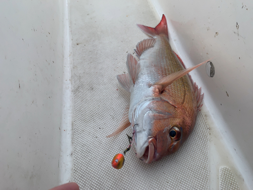 マダイの釣果