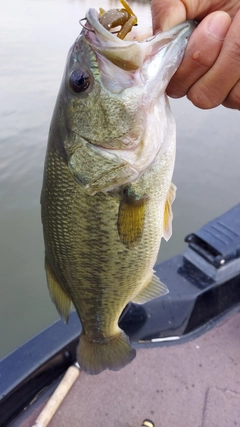 ラージマウスバスの釣果