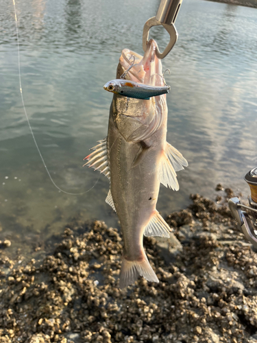 スズキの釣果