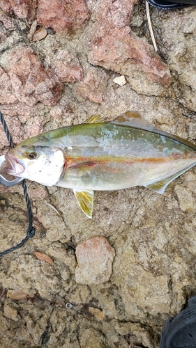 シオの釣果