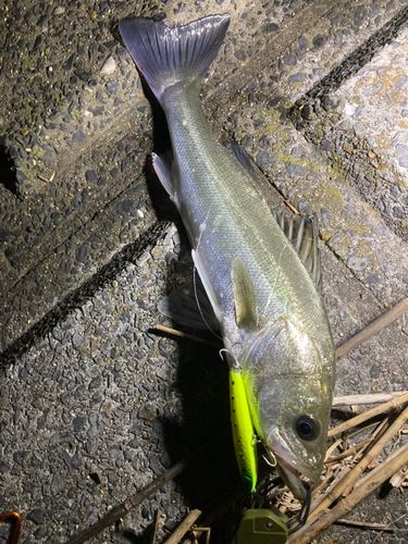 シーバスの釣果