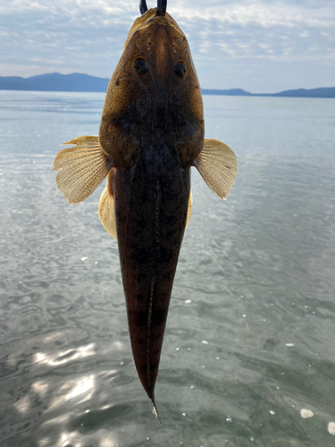 マゴチの釣果