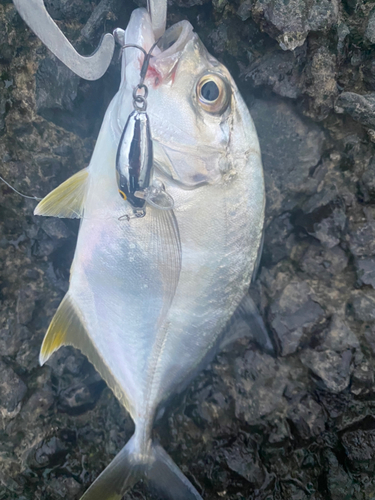 メッキの釣果