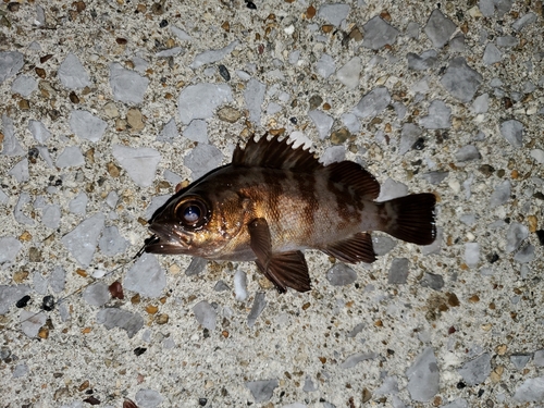 メバルの釣果