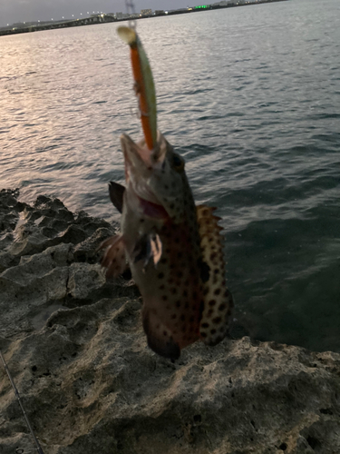 イシミーバイの釣果