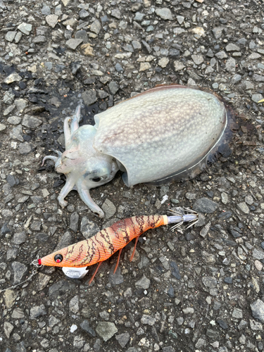 シリヤケイカの釣果