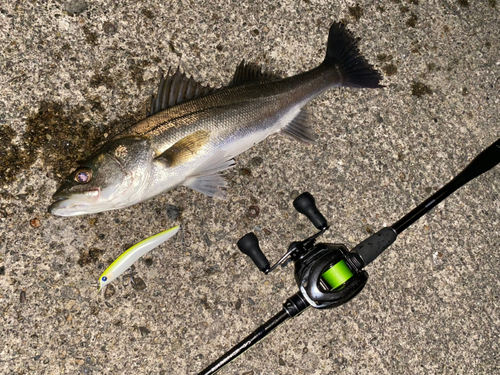 シーバスの釣果