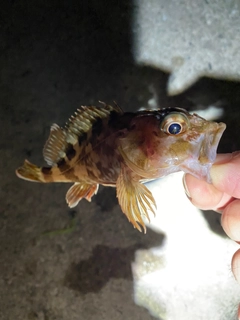 ガシラの釣果