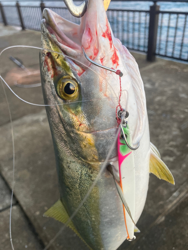 ハマチの釣果