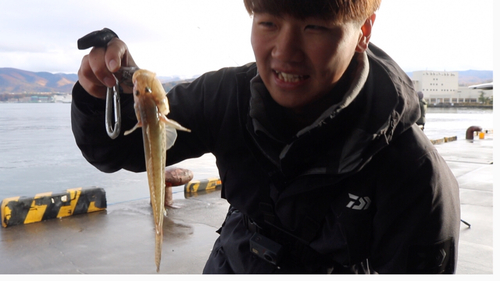 マハゼの釣果