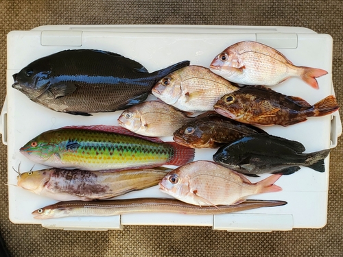 クチブトグレの釣果