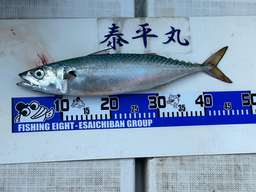 サバの釣果