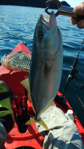 ハマチの釣果