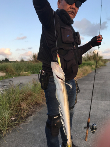 コチの釣果