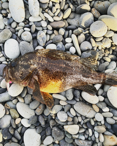 オウゴンムラソイの釣果