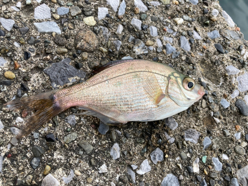 ウミタナゴの釣果