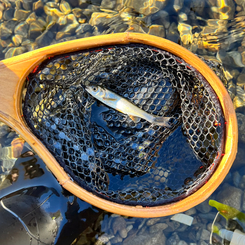 ウグイの釣果