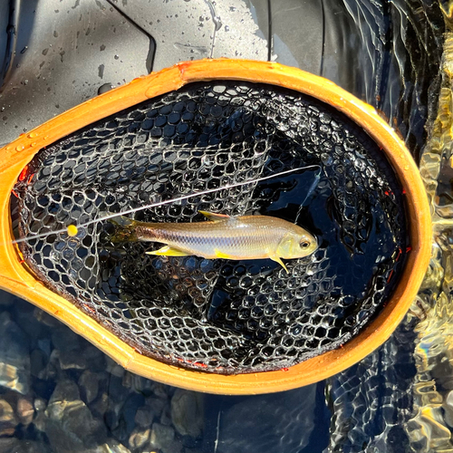 カワムツの釣果